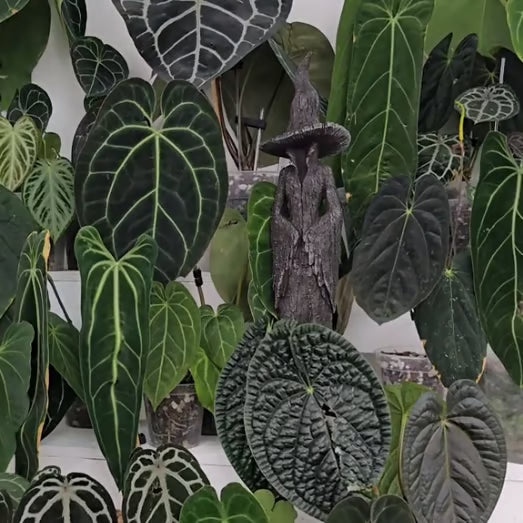 🧙‍♀️💫Hand-Painted Enchanting Witch Statue: The Guardian of Your Home (✨Same as in the video)