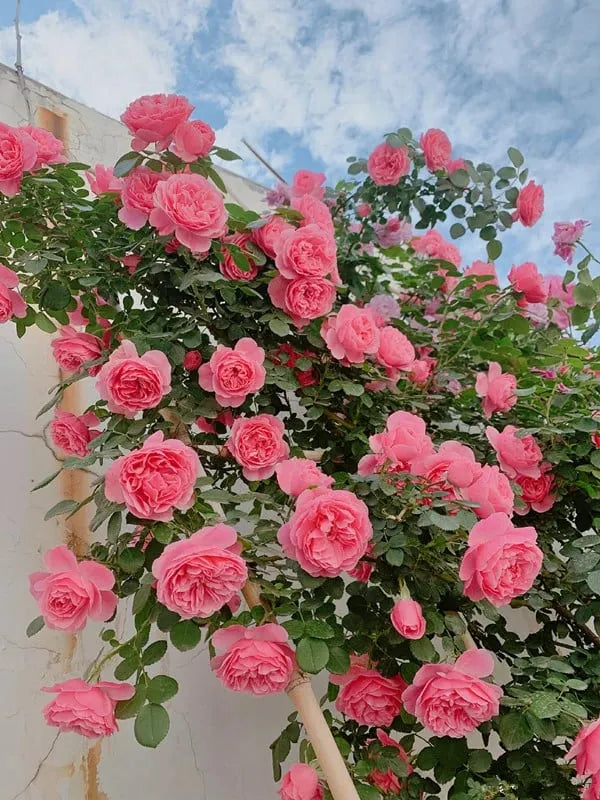 🎁- Realistic artificial roses